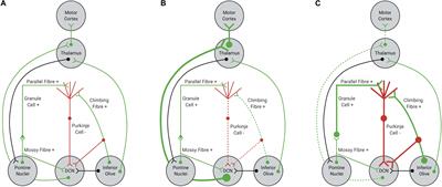 Aberrant Cerebellar Circuitry in the Spinocerebellar Ataxias